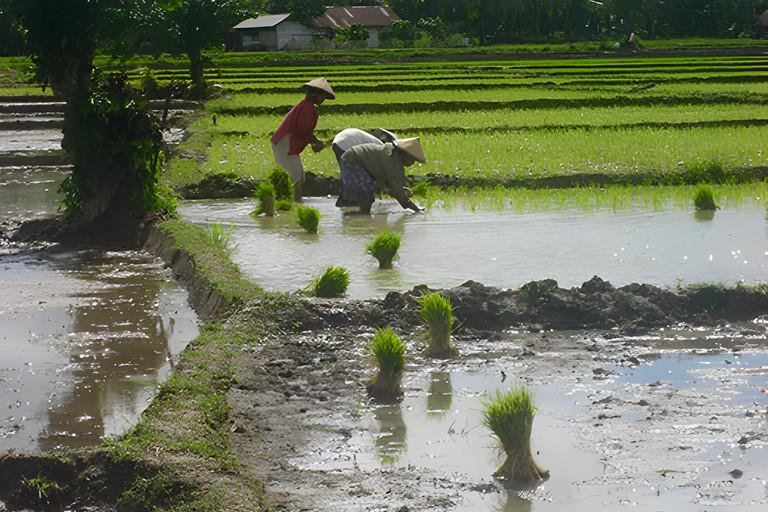 IndORGANIC Passau Researchers prepare real Green Transformation Indonesia